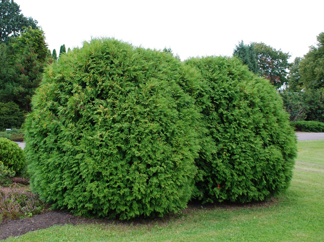 I-HECKE_SCHNEIDEN-IM-001