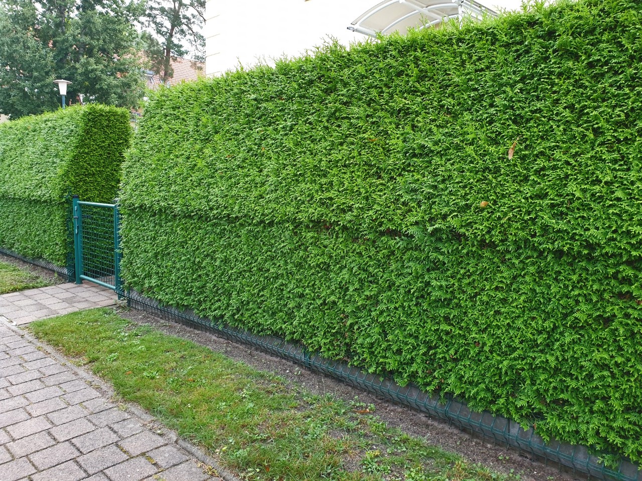 Green hedge of Thuja life trees as visual protection